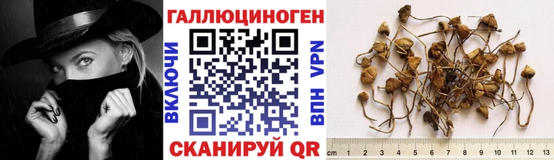 Купить закладки  Горно-Алтайск  Псилоцибиновые грибы Psilocybe 